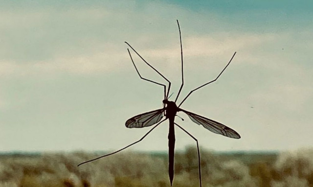 Κουνούπια: Ξανά ο ιός του Δυτικού Νείλου στο προσκήνιο - Προσοχή στα μολυσμένα κουνούπια