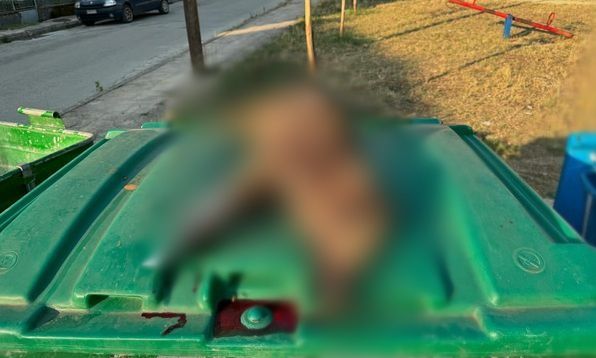 Πυροβόλησαν αγριογούρουνο και το εγκατέλειψαν σε κάδο σκουπιδιών μαζί με ένα… σημείωμα