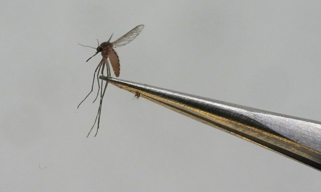 Έξι θάνατοι από τον ιό του Δυτικού Νείλου - Συνεχίζονται οι αεροψεκασμοί