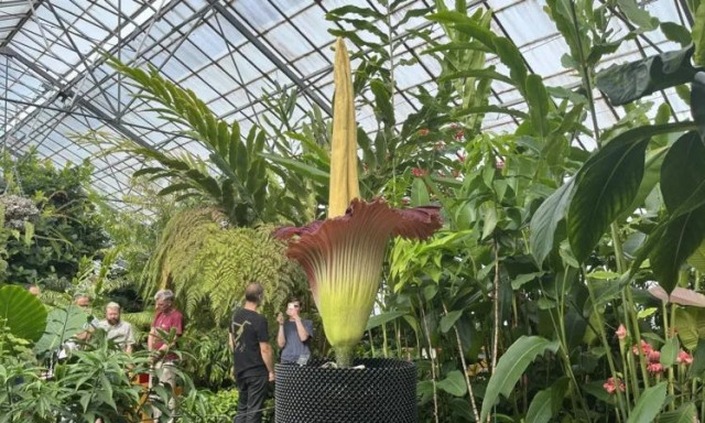 Το φυτό που μυρίζει σαν τυρί, ψάρι ή σάπια κρεμμύδια - Πλήθος κόσμου θέλει να το «γνωρίσει»