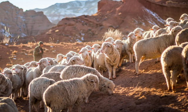 Κρούσμα πανώλης εμφανίστηκε και στην Καρδίτσα