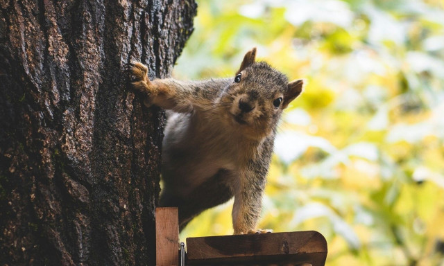 Χρυσοθήρας ανακάλυψε μουμιοποιημένο σκίουρο ηλικίας 30.000 ετών