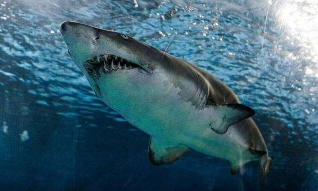 Τρόμος για σέρφερ: Καρχαρίας δάγκωσε το πόδι του ενώ έκανε σανίδα