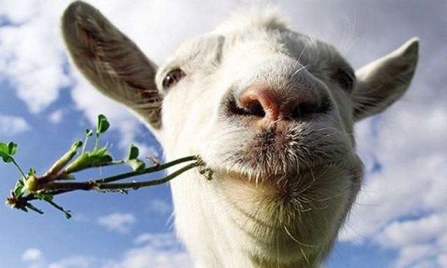 Το αρνί... αρνάκι θα πουν οι Έλληνες - Η τιμή του στην Ελλάδα και στην υπόλοιπη Ευρώπη