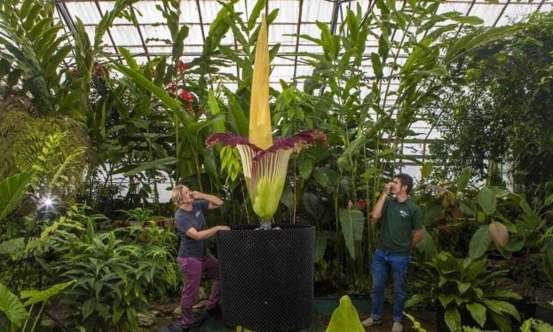 Σκωτία: Το πιο «βρωμερό» λουλούδι του κόσμου ανθίζει μόνο στον βοτανικό κήπο του Εδιμβούργου