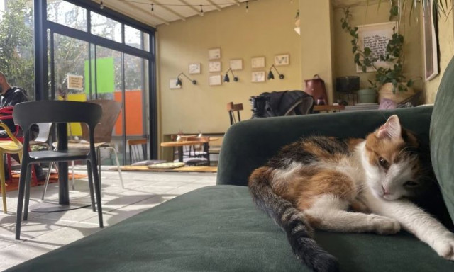 Σε αυτά τα μέρη του κόσμου κόσμο, οι γάτες είναι τα «αστέρια»