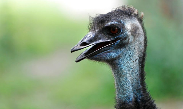 Από τις κουκουβάγιες μέχρι τους στρουθοκάμηλους - Αυτά είναι τα πιο επικίνδυνα πτηνά στον κόσμο