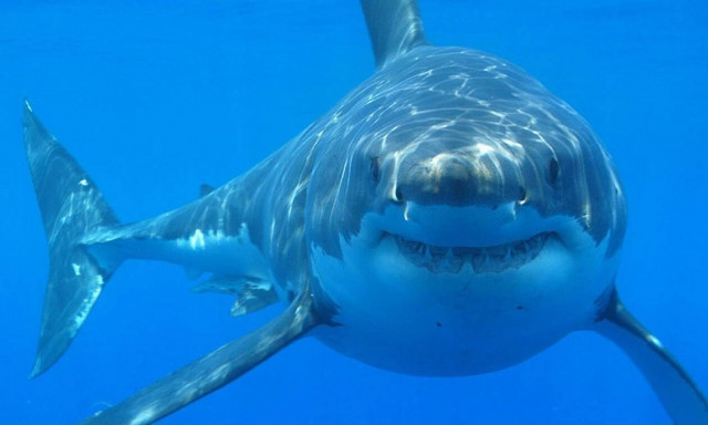 Καρχαρίες στις ελληνικές παραλίες: Tι να κάνετε στο τρομακτικό τετ α τετ μαζί τους