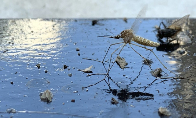 Ιός Δυτικού Νείλου: Κρούσματα σε 5 περιφέρειες - «Προφυλαχθείτε από τα κουνούπια»