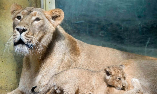 Η «ορμόνη της αγάπης» μετατρέπει τα άγρια ​​λιοντάρια σε... ναζιάρες γάτες