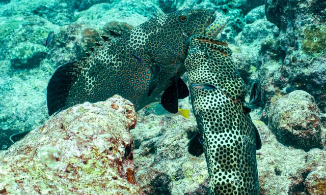 Φλερτ ή φυγή; Πώς οι άνθρωποι τρομάζουν τα ψάρια από το να βρουν σύντροφο