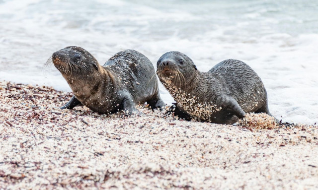 Αυστραλία: Θαλάσσια λιοντάρια βοηθούν τους επιστήμονες να εξερευνήσουν ωκεανούς