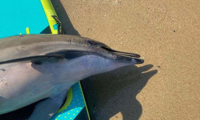 Χαλκιδική: Βρέθηκε νεκρό δελφίνι - Το είχαν δέσει με σκοινί