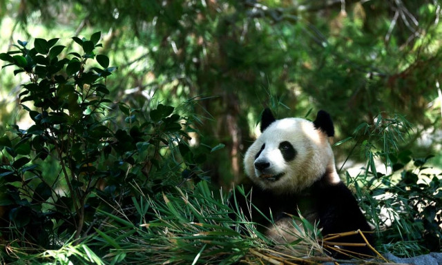 «Διπλωματία των Πάντα»: Δύο γιγαντιαία αρκουδάκια πρόκειται να φτάσουν στη Ουάσιγκτον