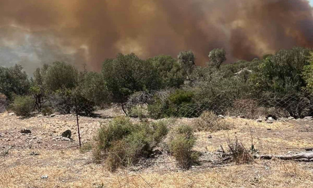 Φωτιά σε δασική έκταση στις Σέρρες