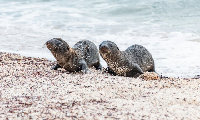 Θαλάσσια λιοντάρια βοηθούν τους επιστήμονες να εξερευνήσουν ωκεανούς