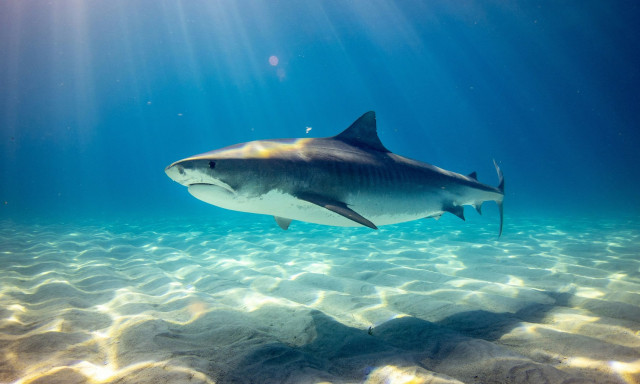Σπάνιο είδος καρχαρία που θεωρούνταν εξαφανισμένο ανακαλύφθηκε ξανά έπειτα από δεκαετίες