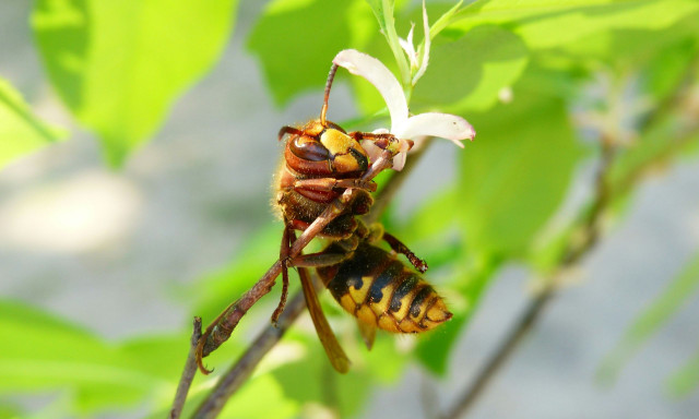 Τι είναι το σερσένι - Το πιο επώδυνο τσίμπημα του ελληνικού καλοκαιριού