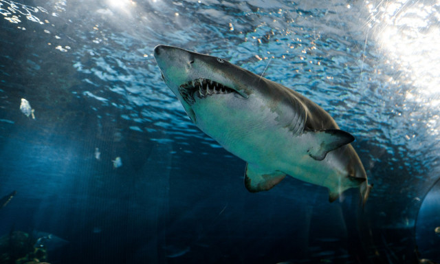 Επίθεση καρχαρία σε 15χρονη τουρίστρια - Της έκοψε το πόδι