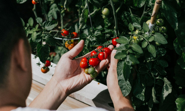 Νέος τρόπος προστασίας της τομάτας από τα θανατηφόρα βακτήρια - πιτρέπει στα φυτά να μυρίσουν τον κί