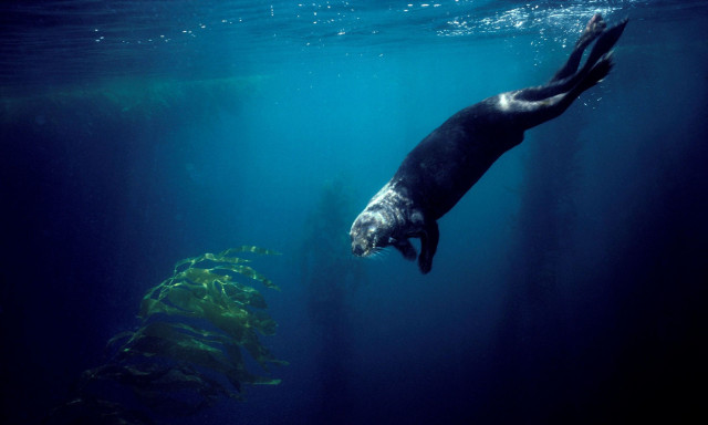 Πώς οι θαλάσσιες ενυδρίδες ανέκαμψαν από το χείλος της εξαφάνισης