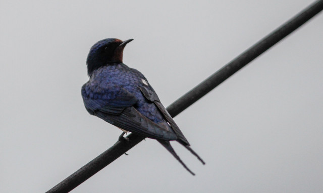 Κρήτη: Η ανομβρία κάνει τα χελιδόνια να φεύγουν – Κραυγή αγωνίας από επιστήμονες