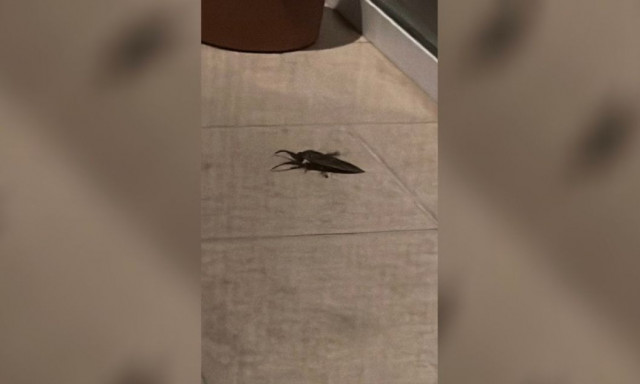 Λάρισα: Βρήκε στην αυλή του σπάνιο δηλητηριώδες έντομο που μοιάζει με τεράστια κατσαρίδα