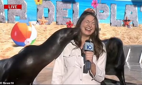 Ξεκαρδιστική στιγμή: Θαλάσσιο λιοντάρι μοιράζει φιλιά σε ρεπόρτερ live