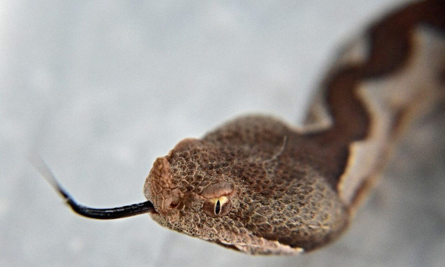 Πήλιο: Φίδι τρύπωσε σε συρτάρι δωματίου ξενώνα - Τρόμος για τους επισκέπτες