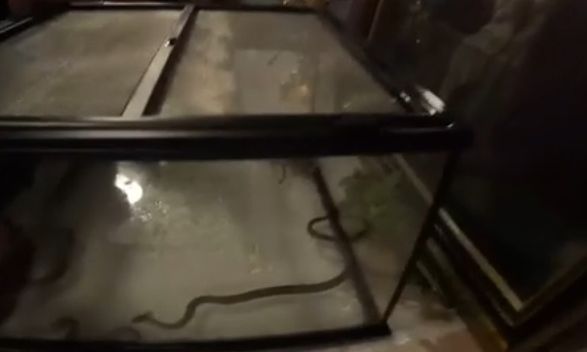 Δεκαπενταύγουστος: Εμφανίστηκαν και φέτος τα φιδάκια της Παναγίας στην Κεφαλονιά