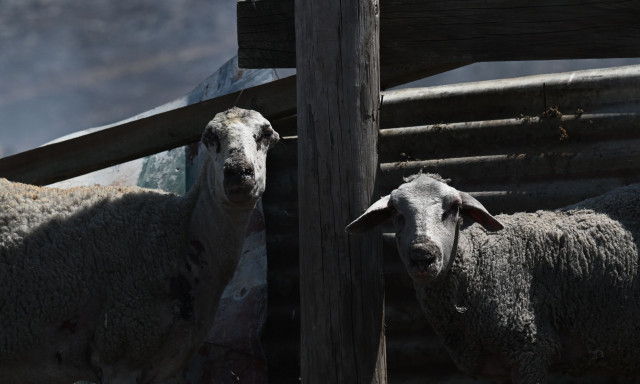 Χαλκιδική: Άρση των μέτρων που είχαν ληφθεί υπό τον φόβο κρούσματος πανώλης