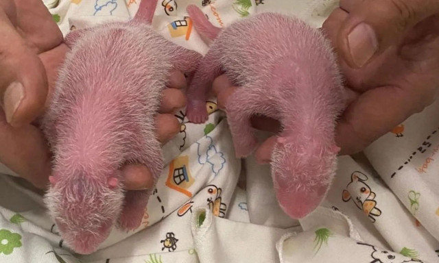 Χονγκ Κονγκ: Η γηραιότερη μαμά πάντα στον κόσμο γέννησε δίδυμα