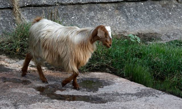 Κέλλας: «Θα εκριζώσουμε την πανώλη με τη συνεργασία των κτηνοτρόφων μας»