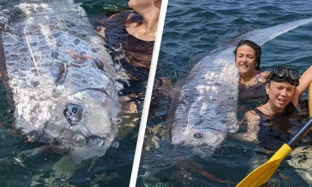 «Προάγγελος της καταστροφής»: Εντόπισαν αυτό το ψάρι - Είναι προμήνυμα πολύ μεγάλου σεισμού