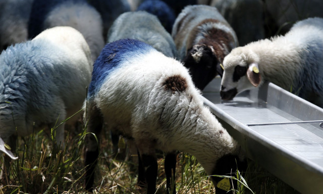 Πανώλη αιγοπροβάτων: Τι αλλάζει από Δευτέρα στη μετακίνηση ζώων για σφαγή