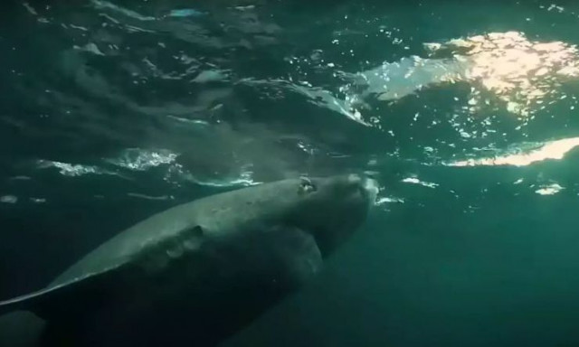 Οι αθάνατοι πολικοί καρχαρίες της Γροιλανδίας: Γιατί ζουν σαν... ζόμπι για πάνω από 500 χρόνια