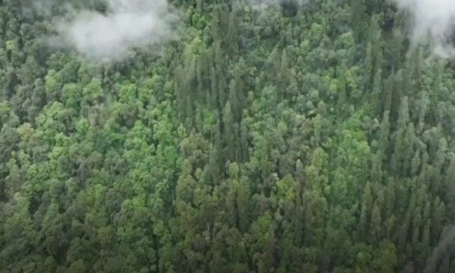 Το μεγαλύτερο κυπαρίσσι στον κόσμο: Βρίσκεται στο βαθύτερο φαράγγι της Γης