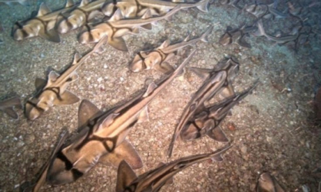 Μοναδικό θέαμα στην Αυστραλία: Χιλιάδες καρχαρίες βρέθηκαν να κοιμούνται στον πυθμένα του ωκεανού