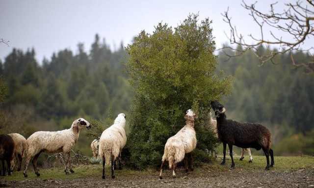 Πανώλη αιγοπροβάτων: Φοβισμένοι οι καταναλωτές – Χαλαρώνουν τα μέτρα από τη Δευτέρα