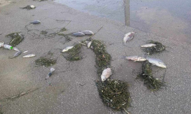 Νεκρά ψάρια ξεβράστηκαν στο λιμάνι του Βόλου – Δείτε εικόνες