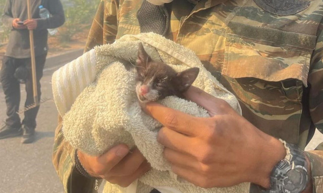 WWF Ελλάς: «Οι συνεχείς πυρκαγιές έχουν καταστρέψει τον βιότοπο χιλιάδων ζώων»