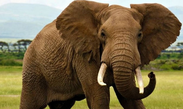 Ελεφαντάκι γεννήθηκε σε ζωολογικό κήπο της Καλιφόρνιας - Άλλο ένα είναι καθ' οδόν