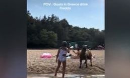 Κατσίκα κλέβει καφέ από την παραλία και γίνεται viral