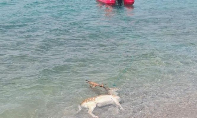 Καλαμάτα: Βρέθηκε νεκρό ελάφι σε θάλασσα στον Αλμυρό
