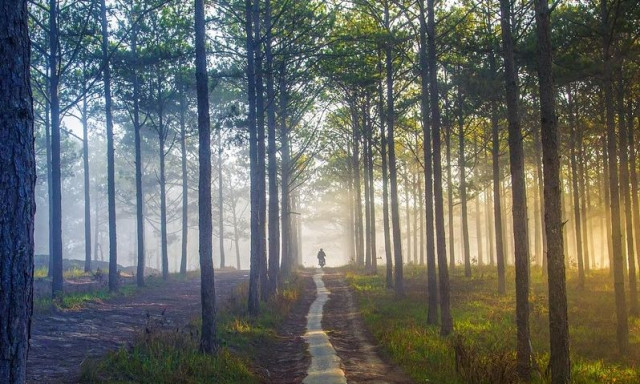 Προσλήψεις: 200 θέσεις εργασίας εποχιακού προσωπικού σε 11 δασαρχεία