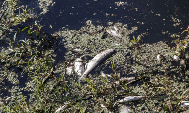 Βόλος: Γέμισε η παραλία με νεκρά ψάρια από την λίμνη Κάρλα - Ανησυχία για μόλυνση του Παγασητικού