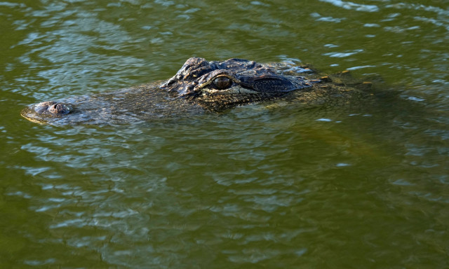 Ινδονησία: Κροκόδειλος κατασπάραξε 54χρονη - Βρέθηκε διαμελισμένη στο στομάχι του