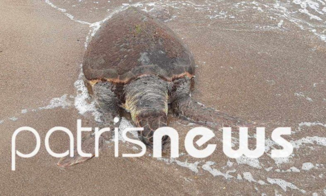 Nεκρή χελώνα caretta- caretta στο Επιτάλιο – Ξεβράστηκε χτυπημένη στη στεριά