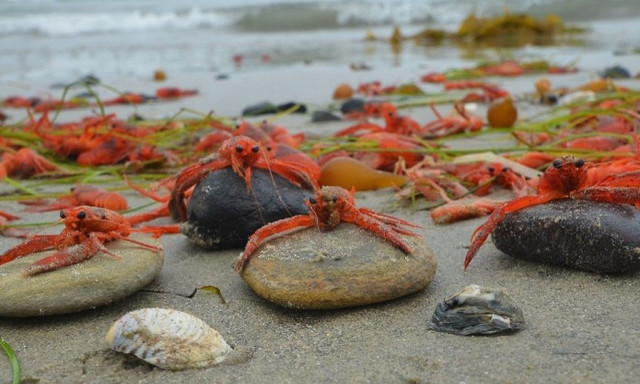 Εκατομμύρια καβούρια εξαφανίστηκαν από τη θάλασσα της Αρκτικής - Επιστήμονες εξηγούν γιατί