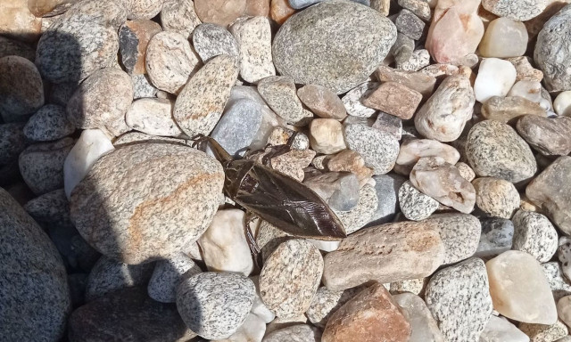 Προσοχή: Σπάνιο δηλητηριώδες έντομο εμφανίστηκε και σε παραλία της Ικαρίας